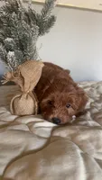 Micromini Goldendoodle , a male Poodle - Toy  and Miniature Goldendoodle for sale in Dallas, TX – 1 of 5