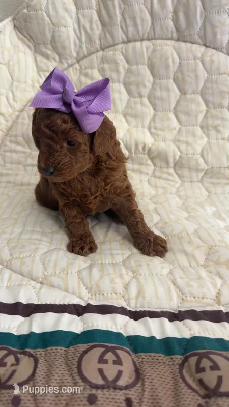 Micromini Goldendoodle Purple – Miniature Goldendoodle puppy for sale in Dallas, TX