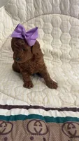 Micromini Goldendoodle Purple, a female Miniature Goldendoodle for sale in Dallas, TX – 1 of 2