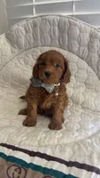 Micromini Goldendoodle , a male Miniature Goldendoodle for sale in Dallas, TX – 2 of 3