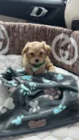Teddy, a male Maltipoo for sale in Dallas, TX – 5 of 9