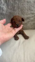 Akc Tiny Toy Poodle Bear, a male Poodle - Toy  for sale in Dallas, TX – 1 of 1