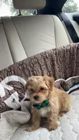 Teddy, a male Maltipoo for sale in Dallas, TX – 4 of 9