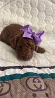 Micromini Goldendoodle Purple, a female Miniature Goldendoodle for sale in Dallas, TX – 2 of 2