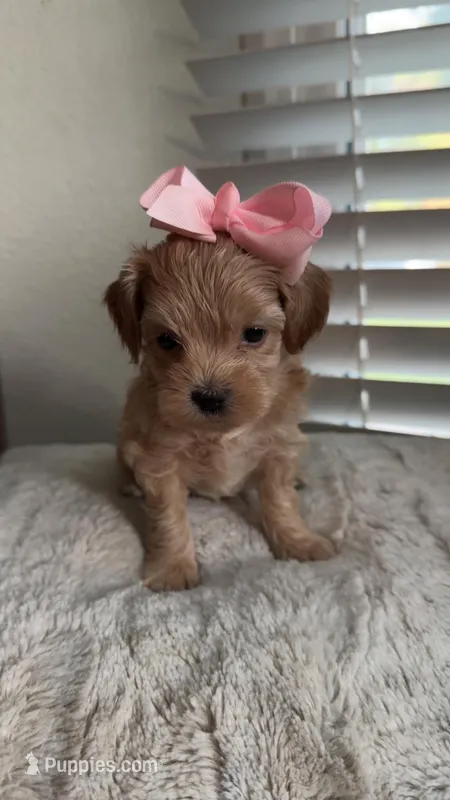 Maltipoo – Maltipoo puppy for sale in Dallas, TX