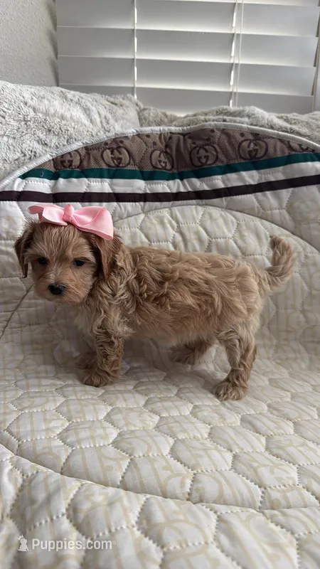 Maltipoo pet only – Maltipoo puppy for sale in Dallas, TX