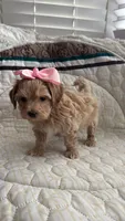 Maltipoo pet only, a female Maltipoo for sale in Dallas, TX – 2 of 10