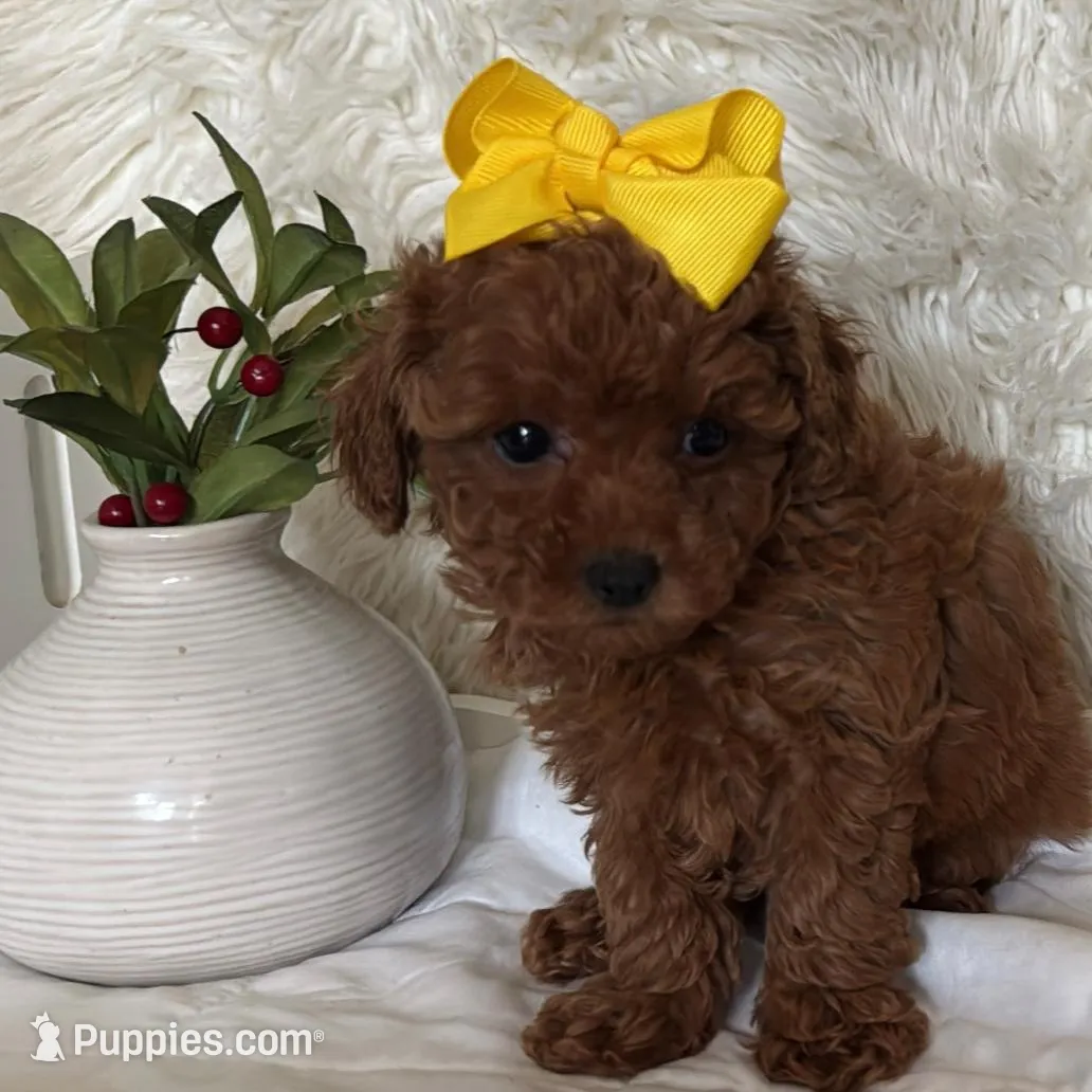 Akc pet Red Toy Poodle, a female Poodle - Toy  for sale in Dallas, TX – Photo 4 of 5