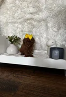 Akc pet Red Toy Poodle, a female Poodle - Toy  for sale in Dallas, TX – Photo 1 of 5