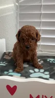 Akc pet Red Toy Poodle, a female Poodle - Toy  for sale in Dallas, TX – Photo 5 of 5