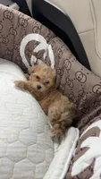 Teddy, a male Maltipoo for sale in Dallas, TX – 3 of 9