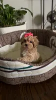 Maltipoo pet only, a female Maltipoo for sale in Dallas, TX – 4 of 10