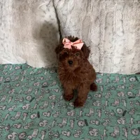 Micromini Goldendoodle 5-7lbs , a female Goldendoodle for sale in Dallas, TX – Photo 4 of 7