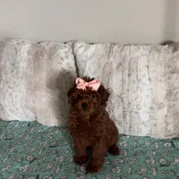 Micromini Goldendoodle 5-7lbs , a female Goldendoodle for sale in Dallas, TX – Photo 2 of 7