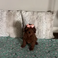 Micromini Goldendoodle 5-7lbs , a female Goldendoodle for sale in Dallas, TX – Photo 5 of 7