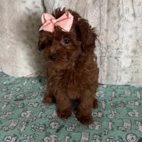 Micromini Goldendoodle 5-7lbs , a female Goldendoodle for sale in Dallas, TX – Photo 1 of 7