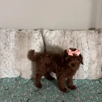 Micromini Goldendoodle 5-7lbs , a female Goldendoodle for sale in Dallas, TX – Photo 6 of 7