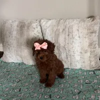 Micromini Goldendoodle 5-7lbs , a female Goldendoodle for sale in Dallas, TX – Photo 3 of 7