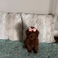 Micromini Goldendoodle 5-7lbs , a female Goldendoodle for sale in Dallas, TX – Photo 7 of 7