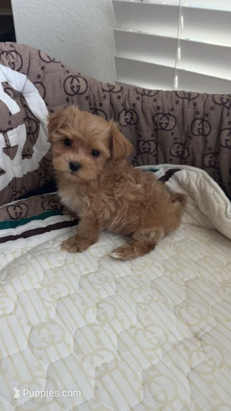 Tiny Teddy – Maltipoo puppy for sale in Dallas, TX
