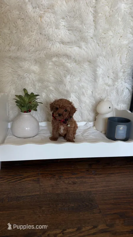 Akc pet Teacup red poodle