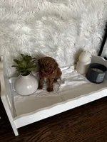 Akc pet Teacup red poodle, a male Poodle - Toy  for sale in Dallas, TX – Photo 7 of 7