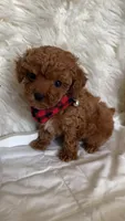 Akc pet Teacup red poodle, a male Poodle - Toy  for sale in Dallas, TX – Photo 2 of 7
