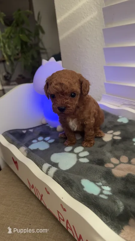 Akc pet Teacup red poodle