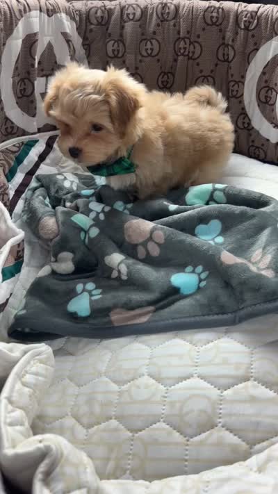Teddy, a male Maltipoo for sale in Dallas, TX – 7 of 9