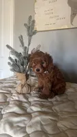 Micromini Goldendoodle , a male Poodle - Toy  and Miniature Goldendoodle for sale in Dallas, TX – 3 of 5