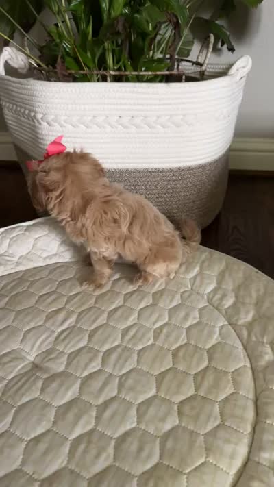 Maltipoo pet only, a female Maltipoo for sale in Dallas, TX – 8 of 10