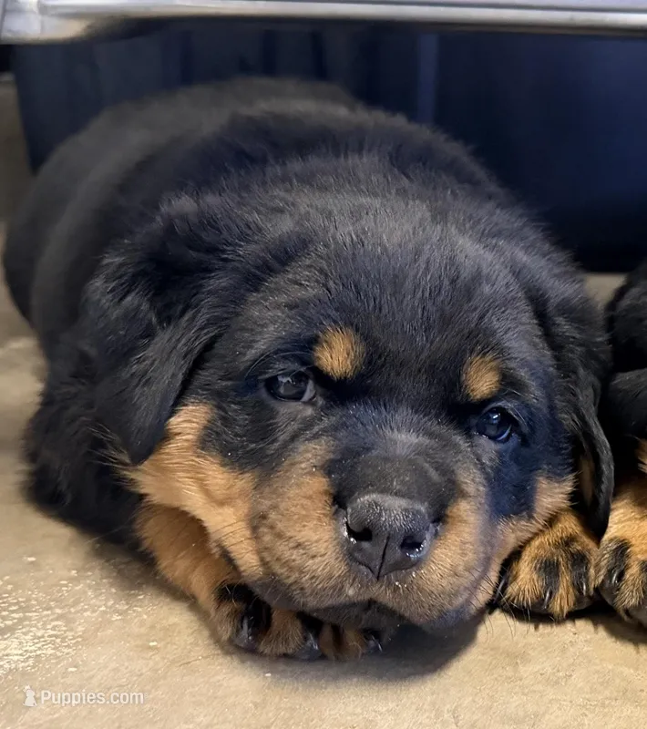 Purple Girl – Rottweiler puppy for sale in Laveen, AZ