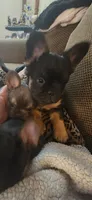 Fluffy Febe, a female French Bulldog for sale in Thornton, CO – 8 of 9