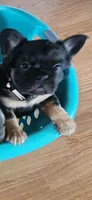 Fluffy Febe, a female French Bulldog for sale in Thornton, CO – 3 of 9
