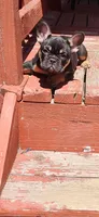 Dolly, a female French Bulldog for sale in Thornton, CO – 2 of 4