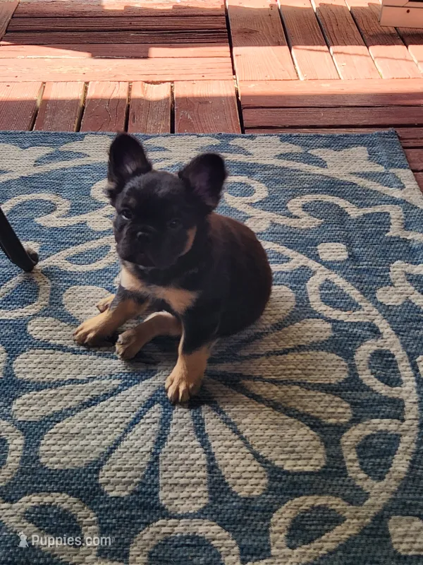 Fluffy Roz – French Bulldog puppy for sale in Thornton, CO