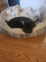 Fluffy Febe, a female French Bulldog for sale in Thornton, CO – 9 of 9