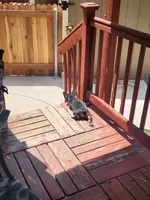 Dolly, a female French Bulldog for sale in Thornton, CO – 3 of 4
