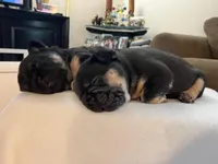 Belle, a female French Bulldog for sale in Thornton, CO – 5 of 9