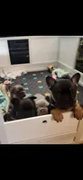 Belle, a female French Bulldog for sale in Thornton, CO – 4 of 9