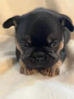 Belle, a female French Bulldog for sale in Thornton, CO – 2 of 9