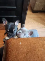 Belle, a female French Bulldog for sale in Thornton, CO – 8 of 9