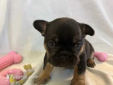 Belle – French Bulldog puppy for sale in Thornton, CO