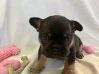 Belle, a female French Bulldog for sale in Thornton, CO – 1 of 9