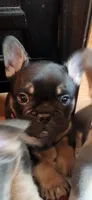 Belle, a female French Bulldog for sale in Thornton, CO – 7 of 9