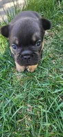 Belle, a female French Bulldog for sale in Thornton, CO – 6 of 9