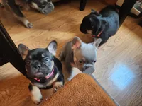 Belle, a female French Bulldog for sale in Thornton, CO – 9 of 9