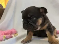 Belle, a female French Bulldog for sale in Thornton, CO – 3 of 9