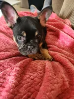 Dolly, a female French Bulldog for sale in Thornton, CO – 4 of 4
