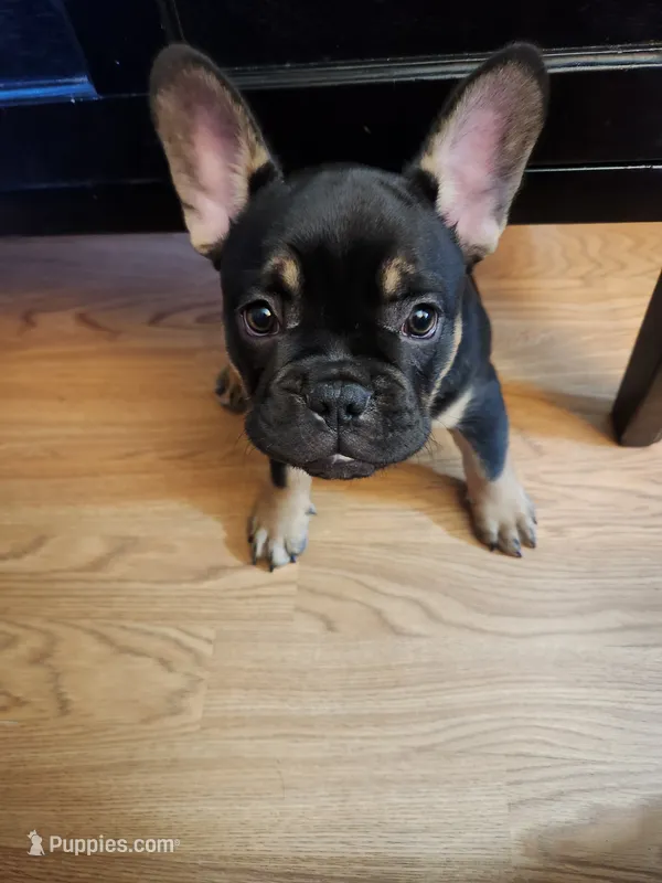 Juliette  – French Bulldog puppy for sale in Thornton, CO